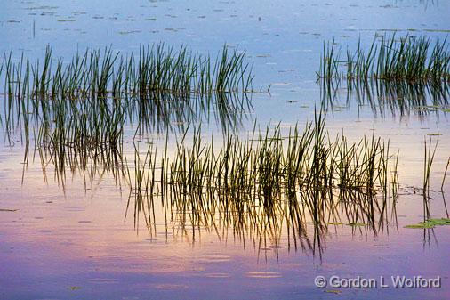 River Grass_11683.jpg - Photographed along the Rideau Canal Waterway at Kilmarnock, Ontario, Canada.